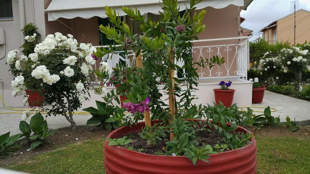 Фото Vicky's Guesthouse