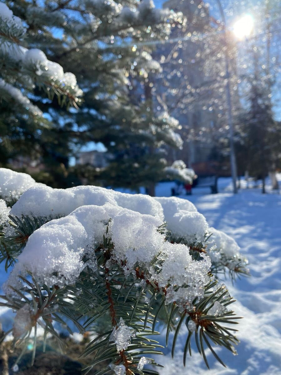 Фото Черника
