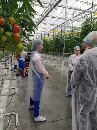 Тепличное хозяйство Агро-Инвест, Калужская область, фото