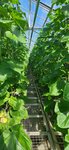 Agronom (posyolok Gorki-10, 13), agricultural goods