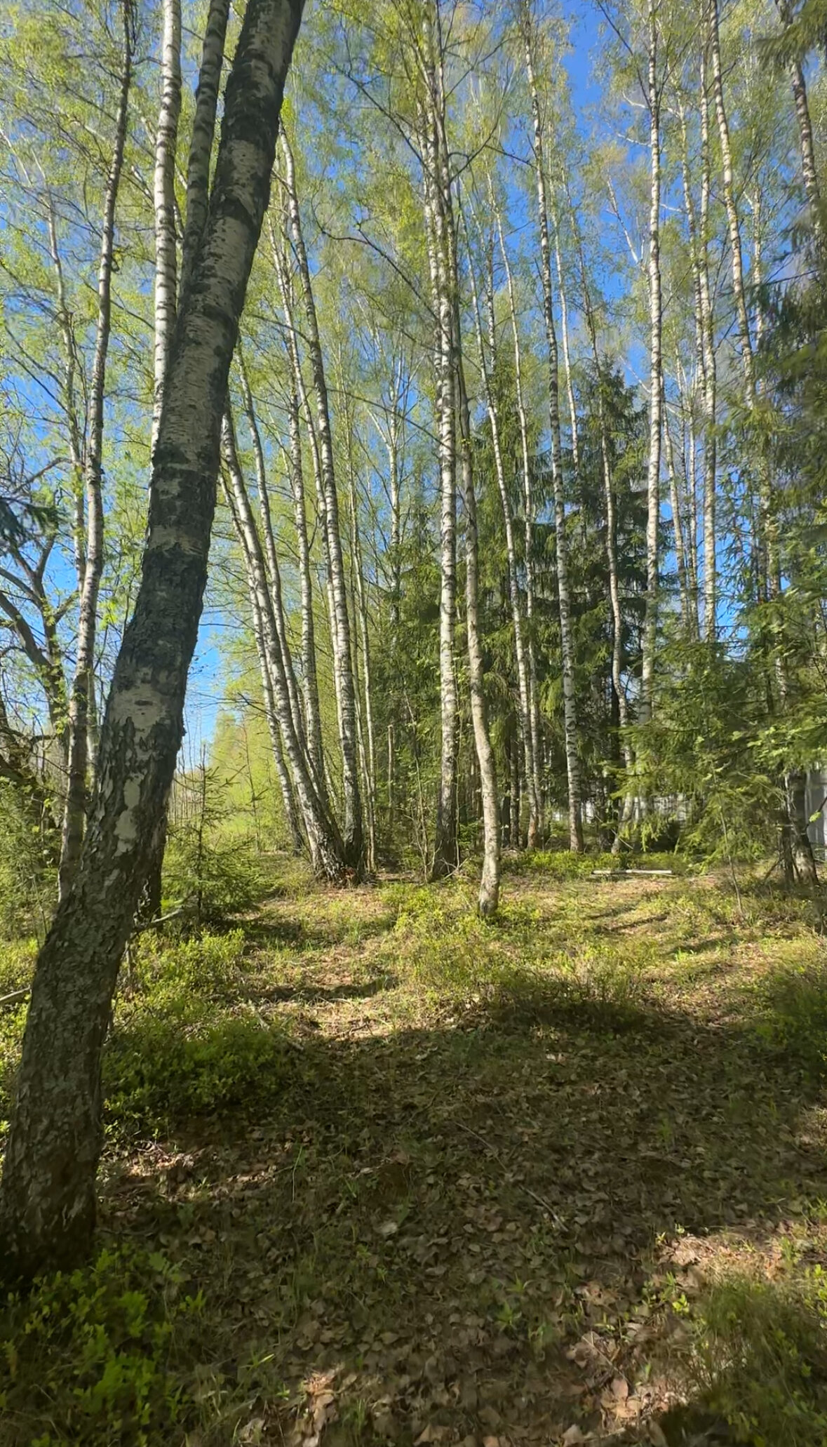 Фото Сканди Лайф