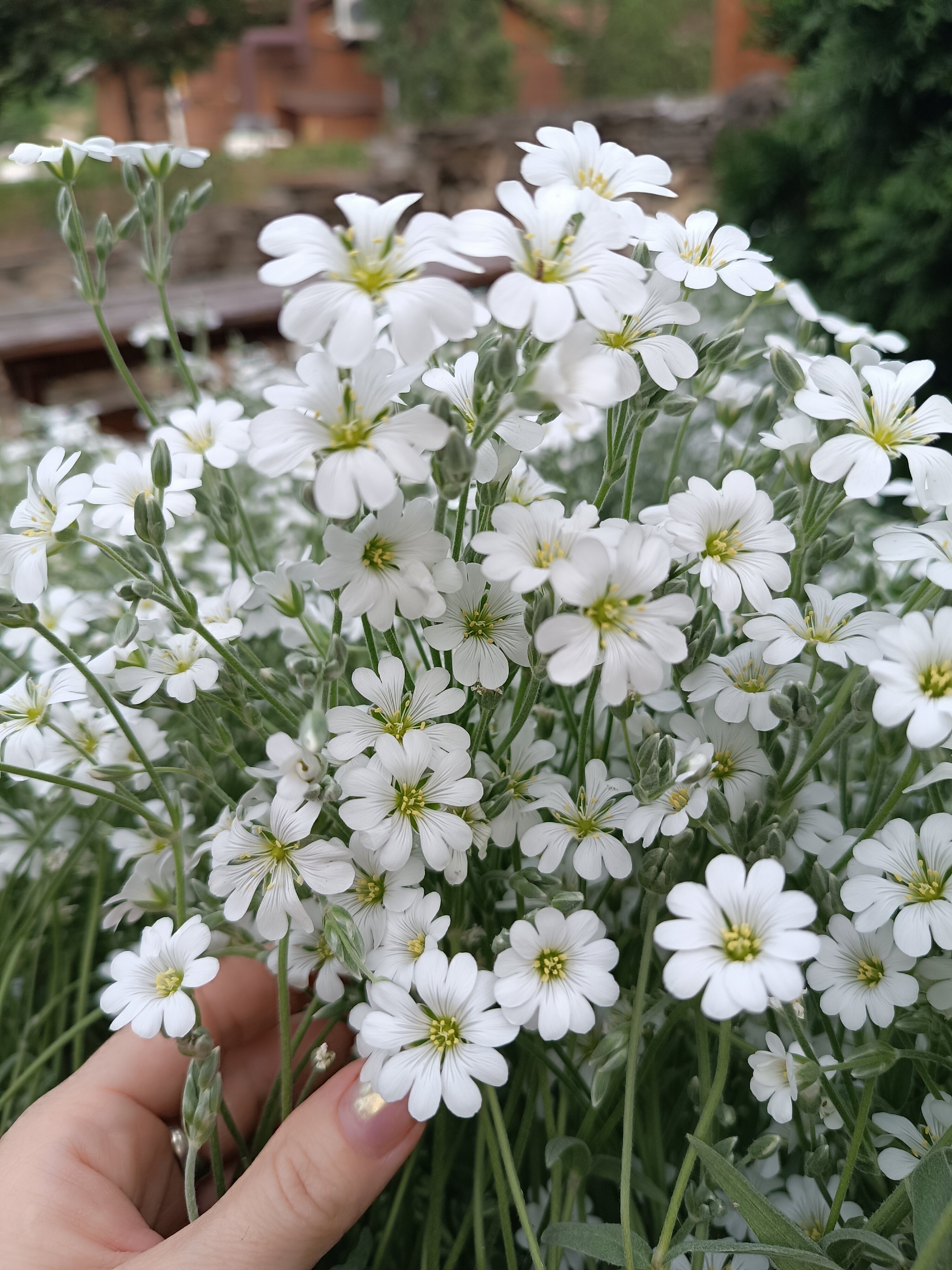 Фото Графская поляна