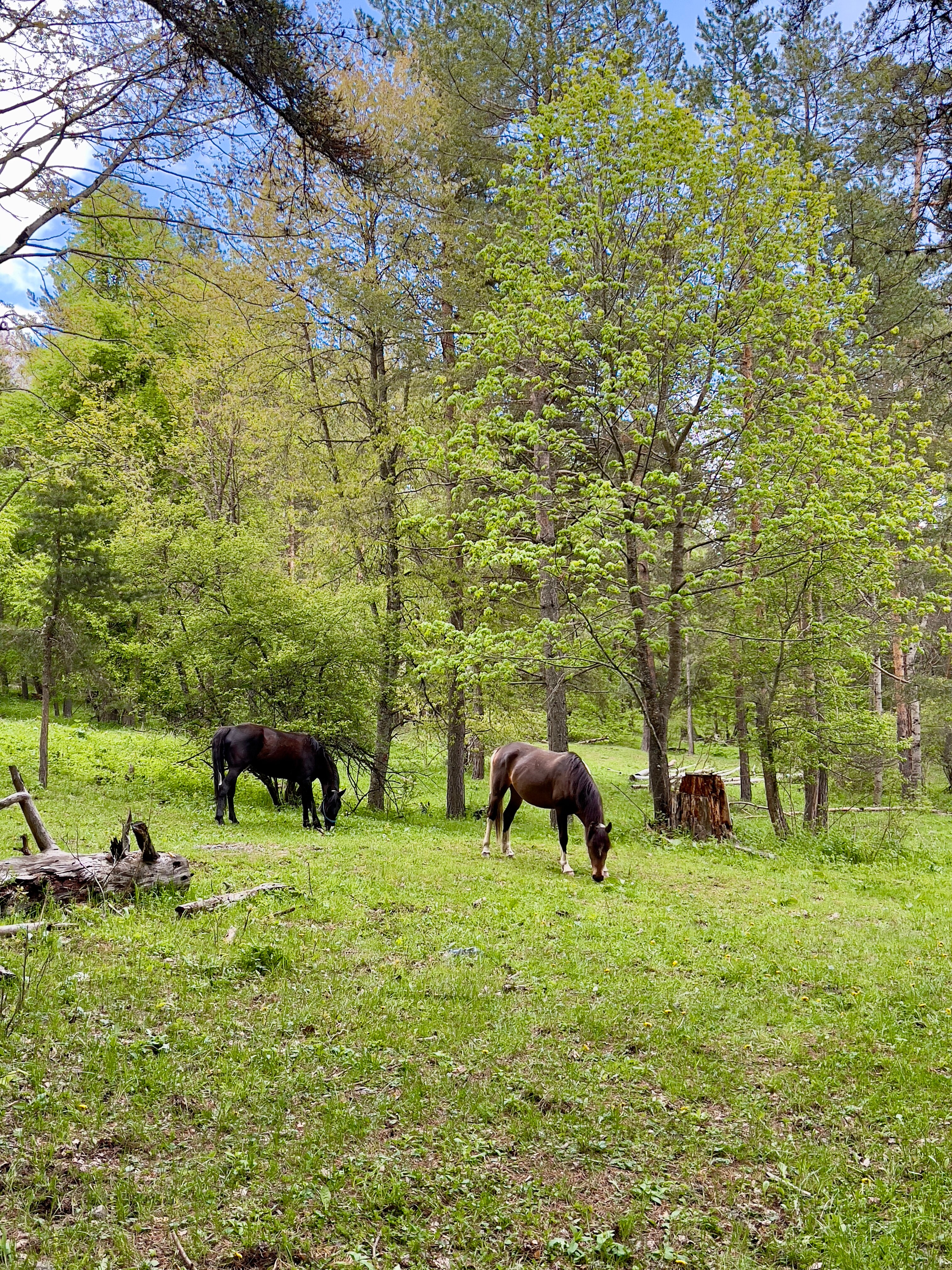Фото Paradise Forest