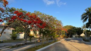 Гостиница Sol Palmeras