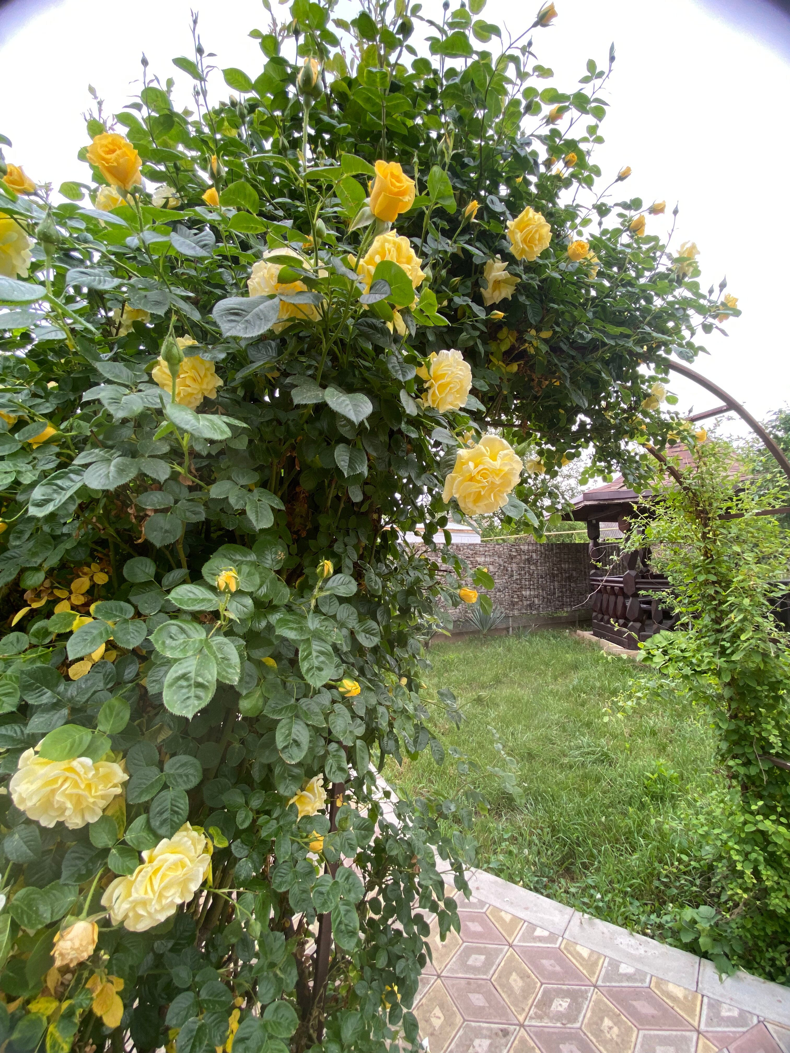 Фото Солнечный Хаджох