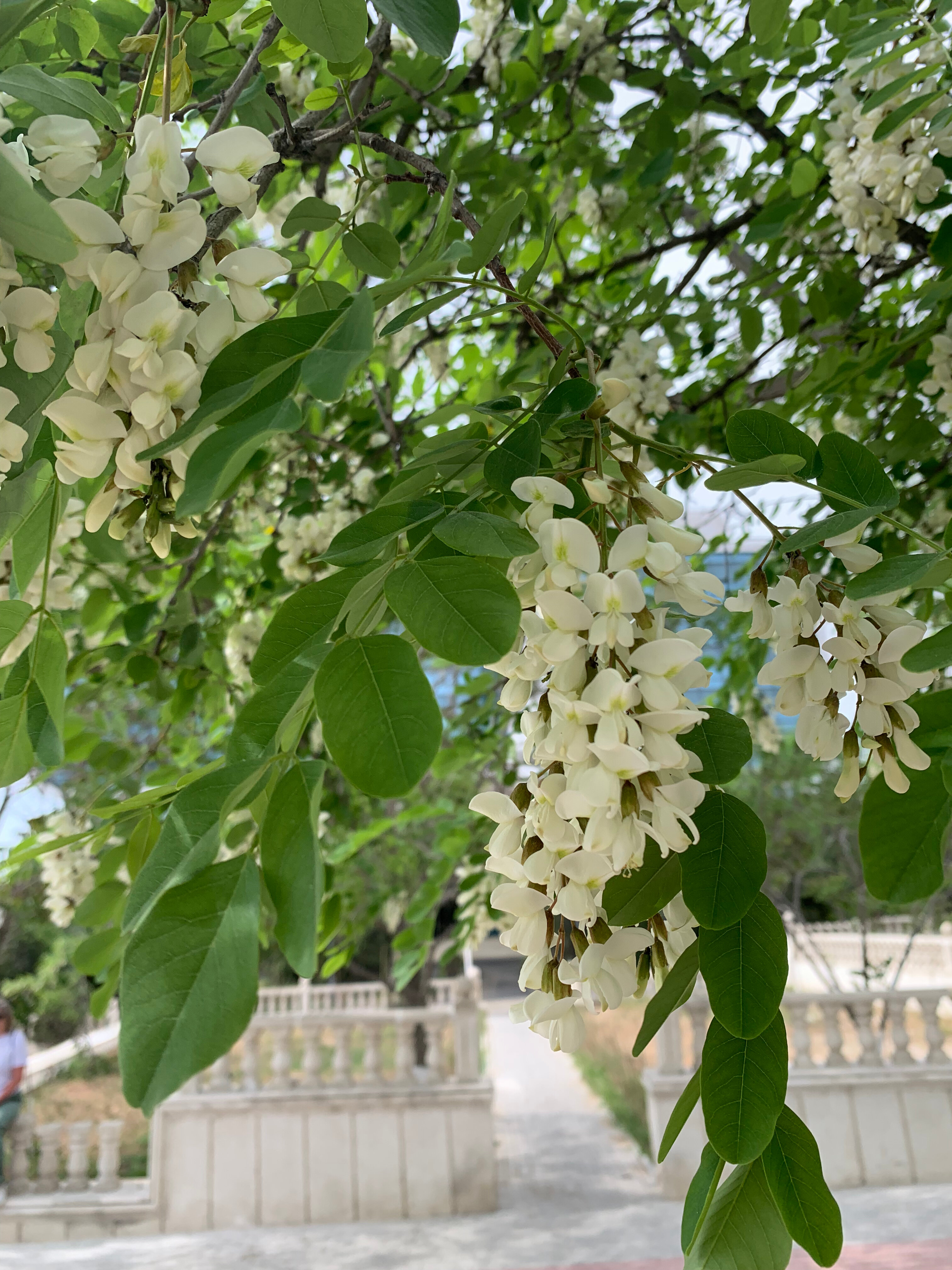 Фото Renaissance by Sulo hotel