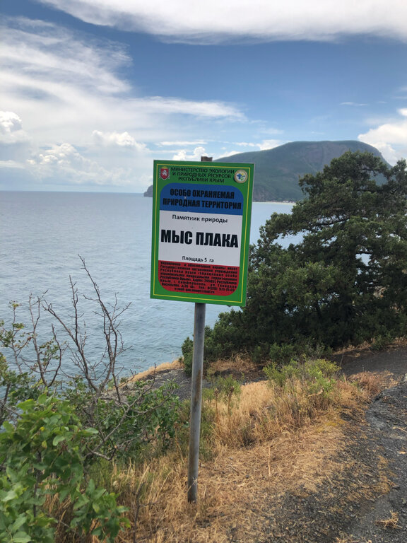 Фото Медуза