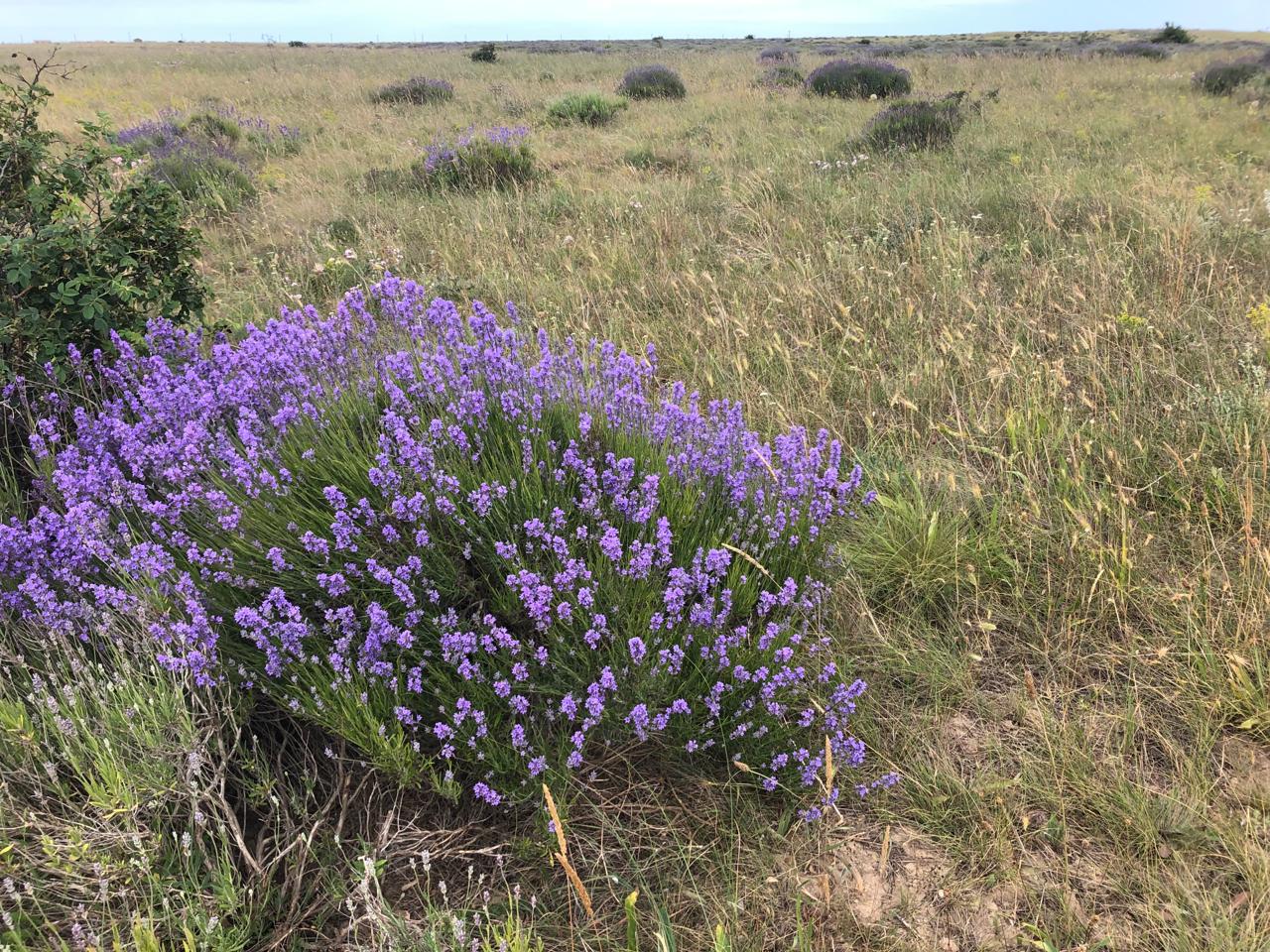 Фото Мирабель