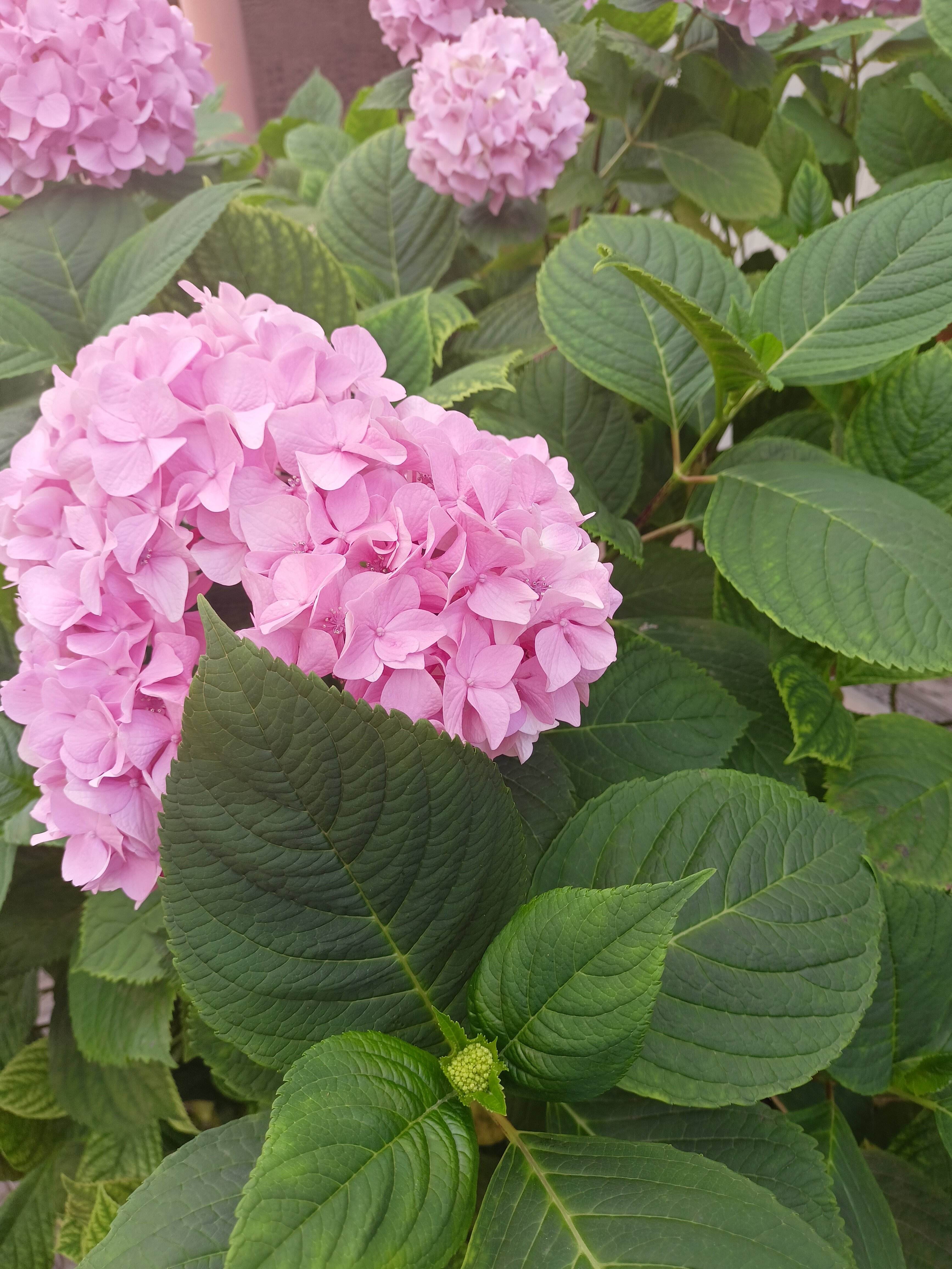 Фото Звёздочка