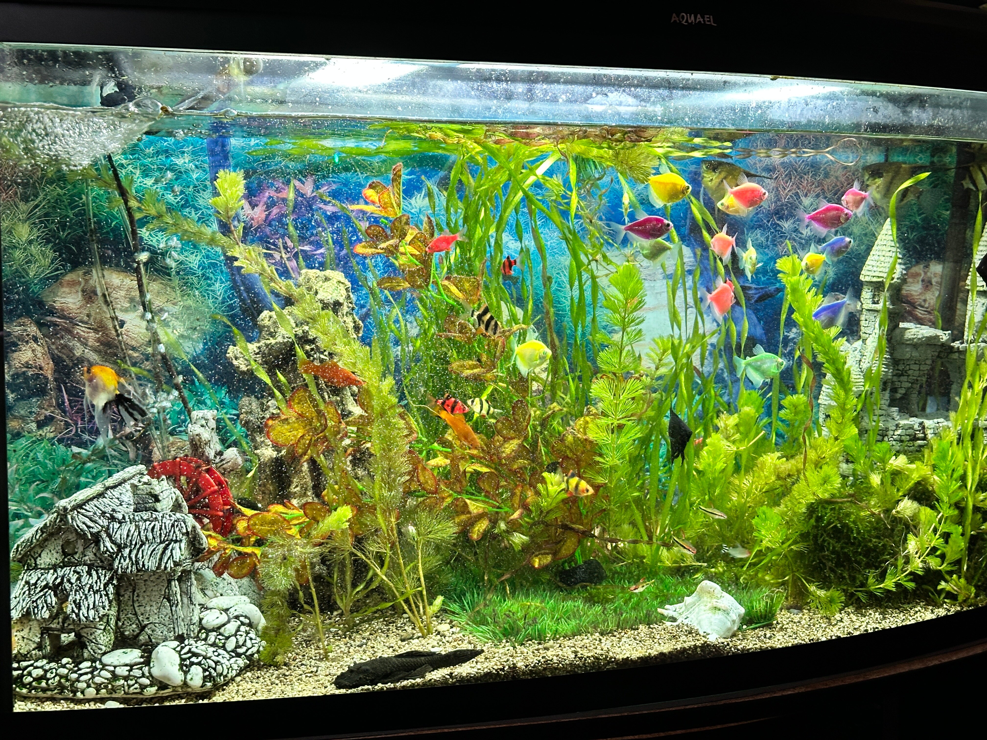 Фото Олимпия