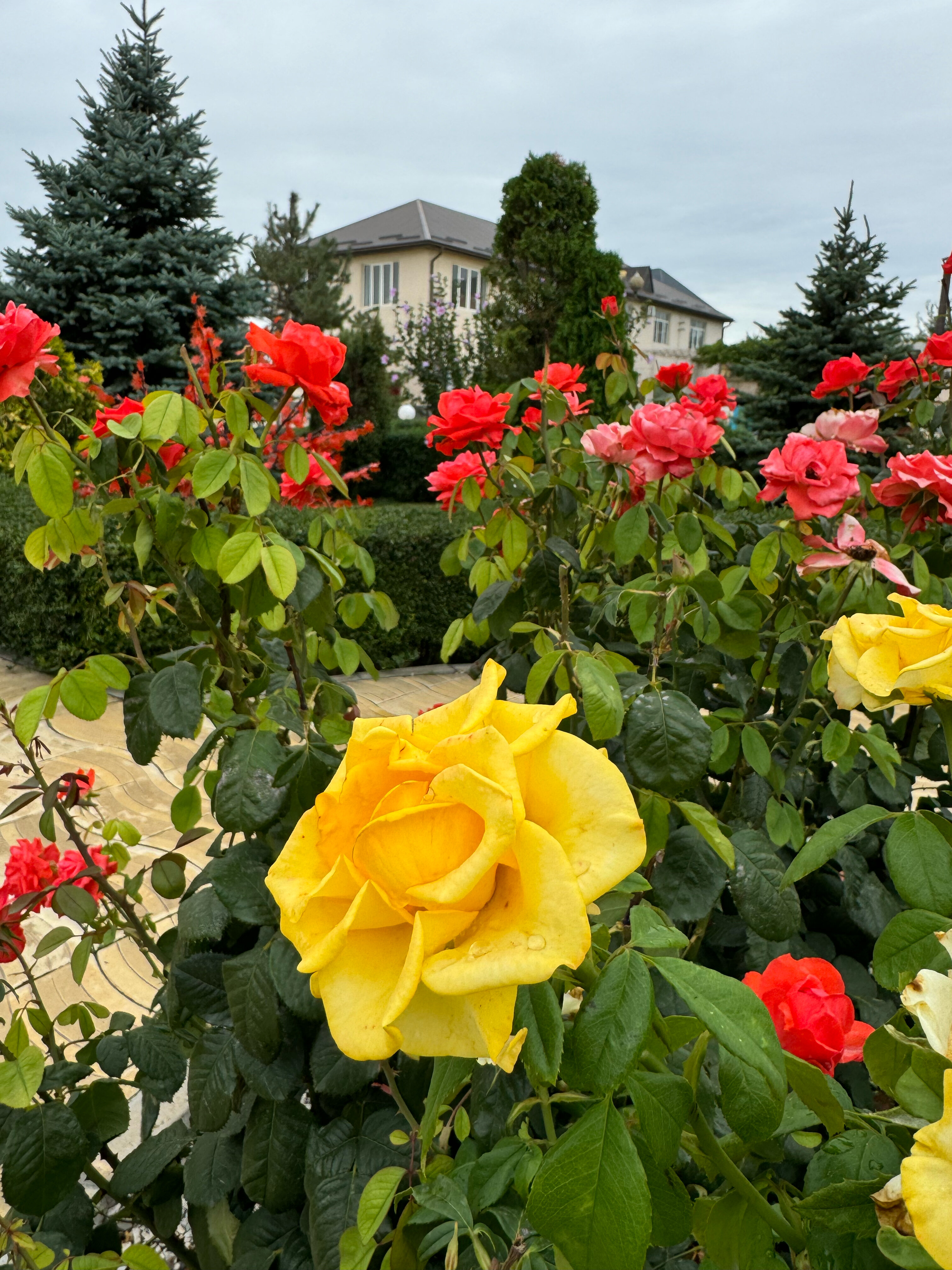 Фото Журавли