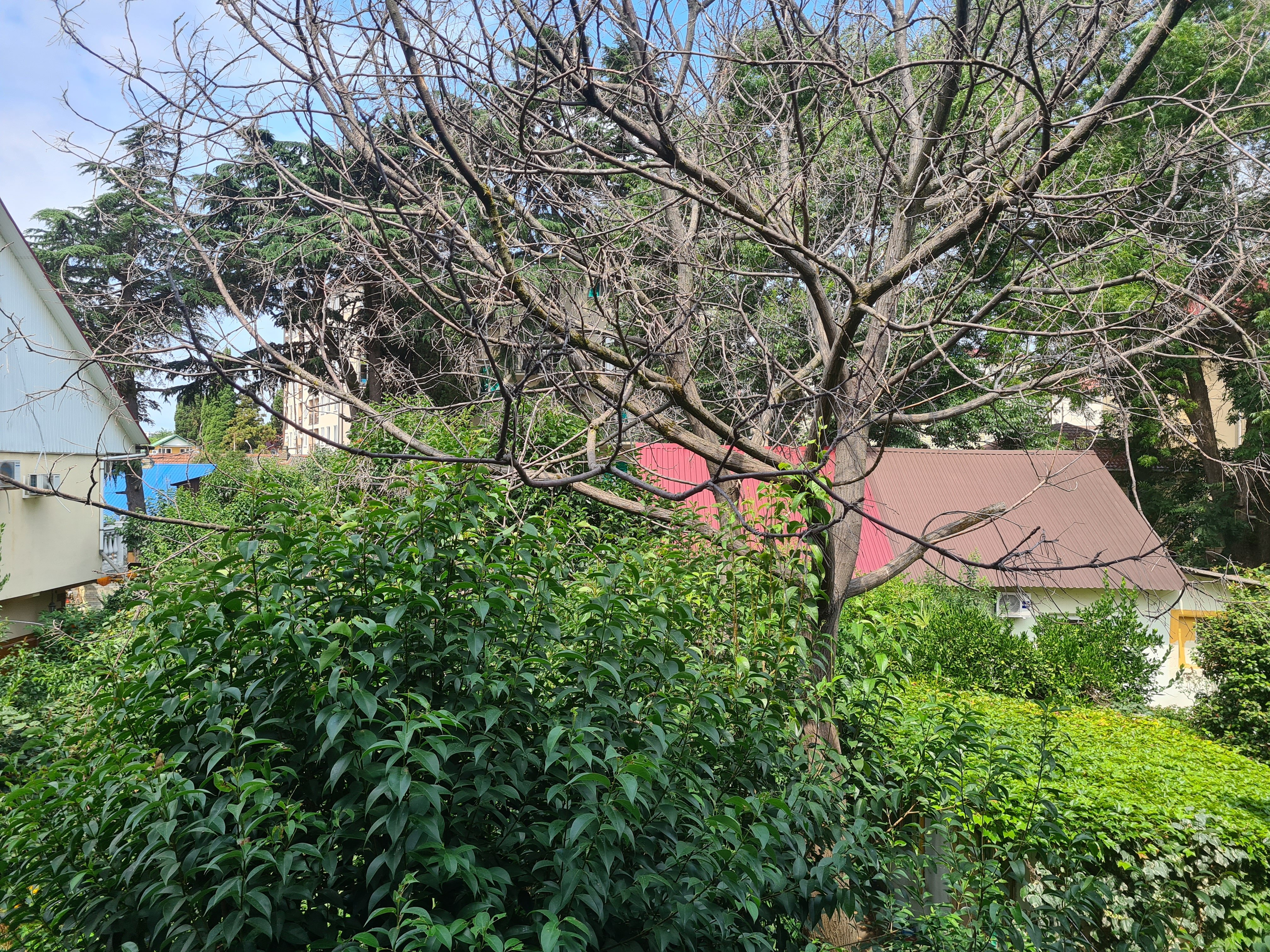 Фото Гиацинт