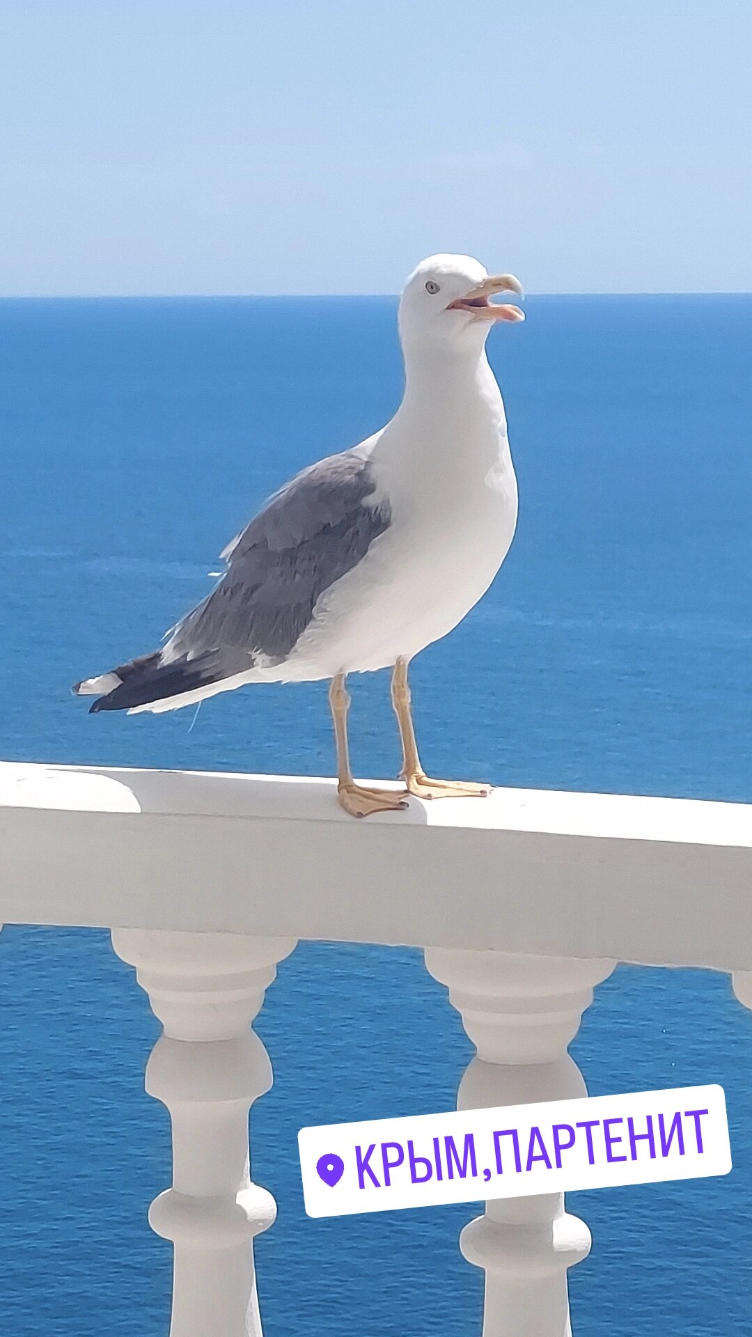 Фото Маджестик