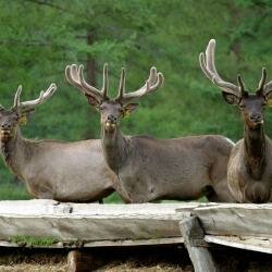 Дом в аренду Место силы в Аршане