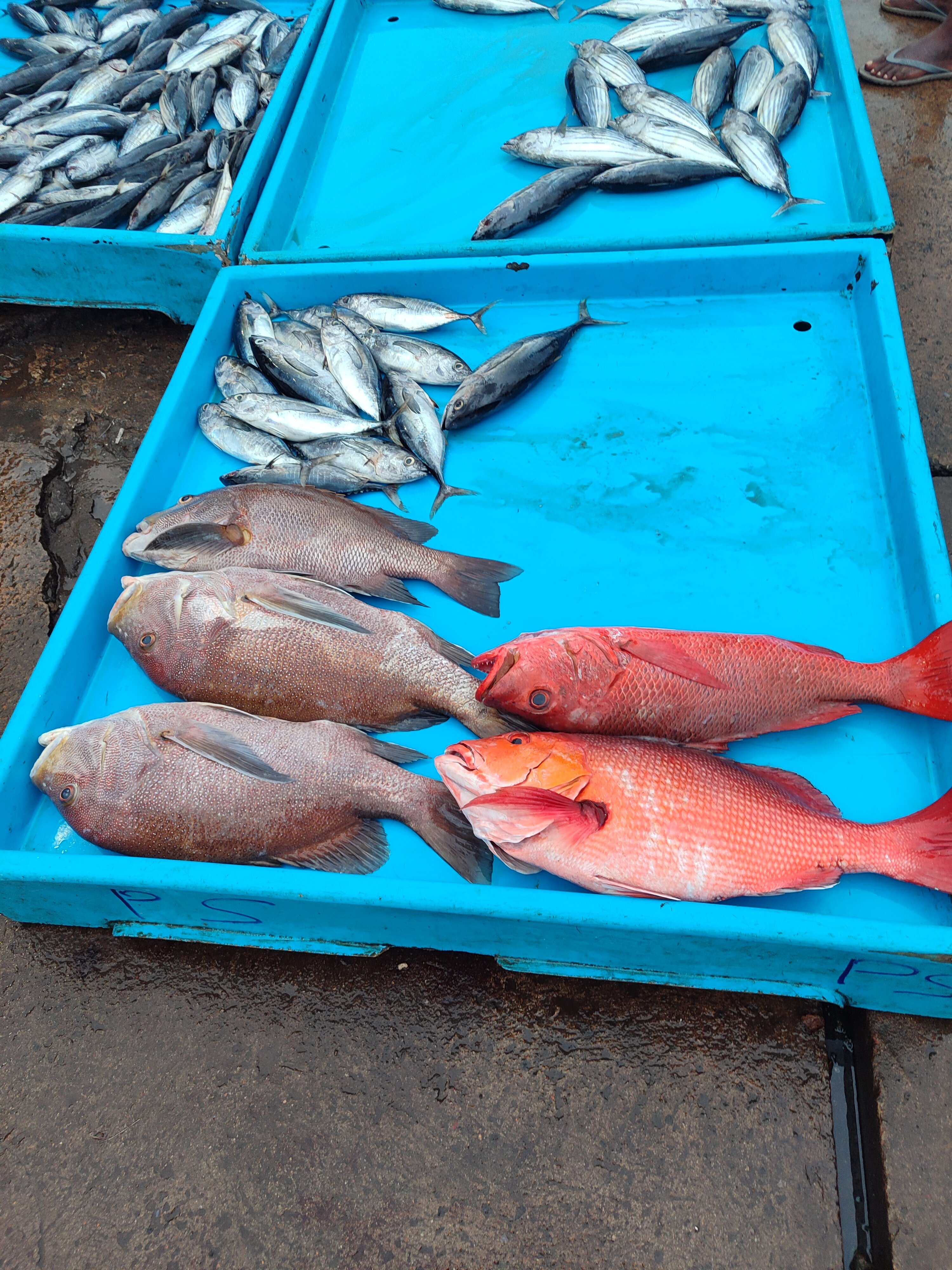 Фото Hansa Surf Hotel