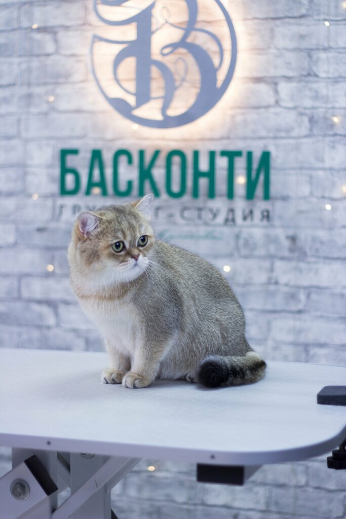 Басконти ул поле свободы 129 фото