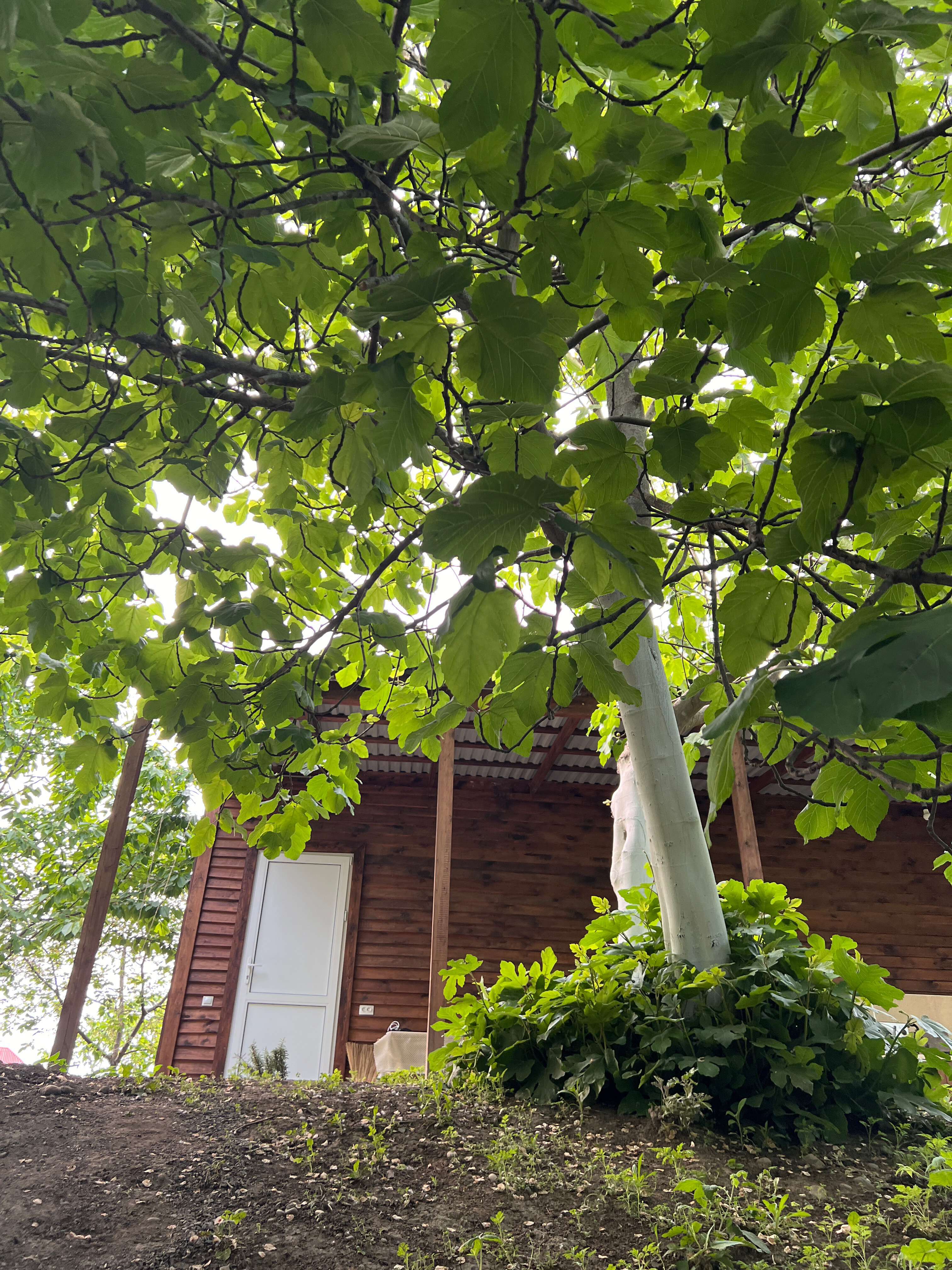 Фото Самурская Жемчужина