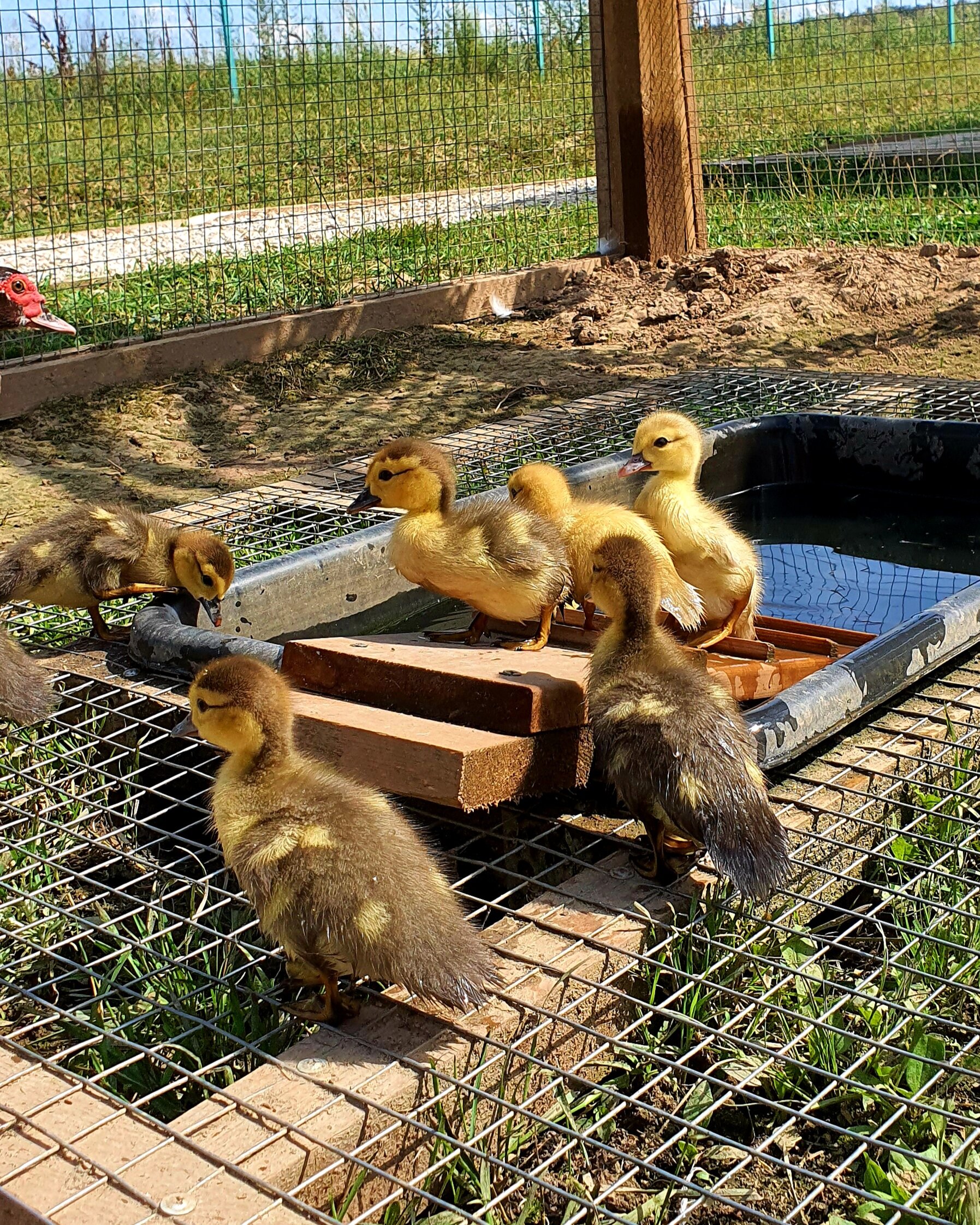 Фото Семейная экоферма