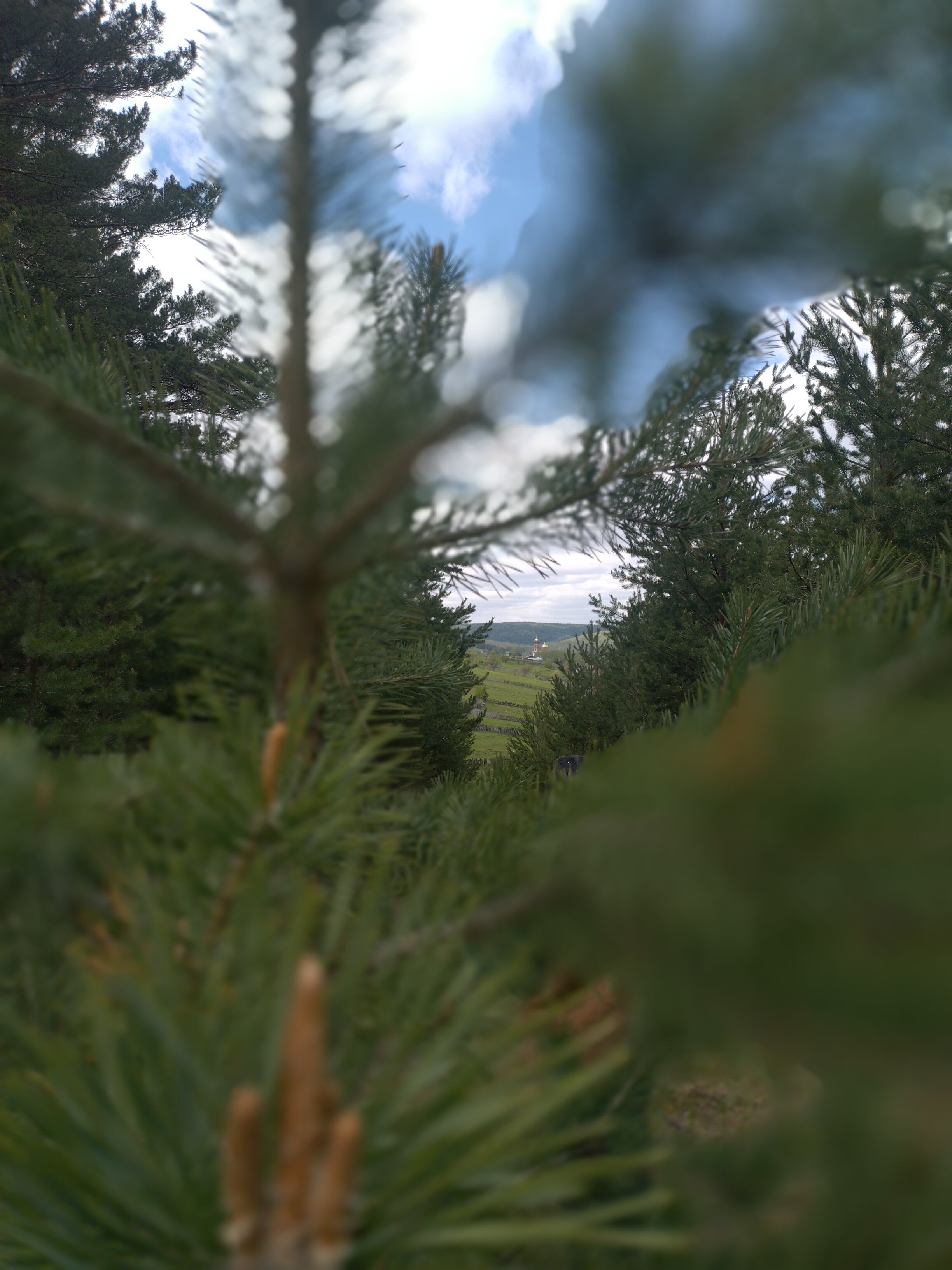 Фото Пилигрим