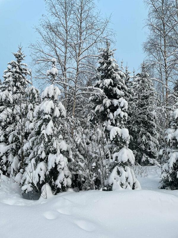 Фото Ёlki Черемыкино
