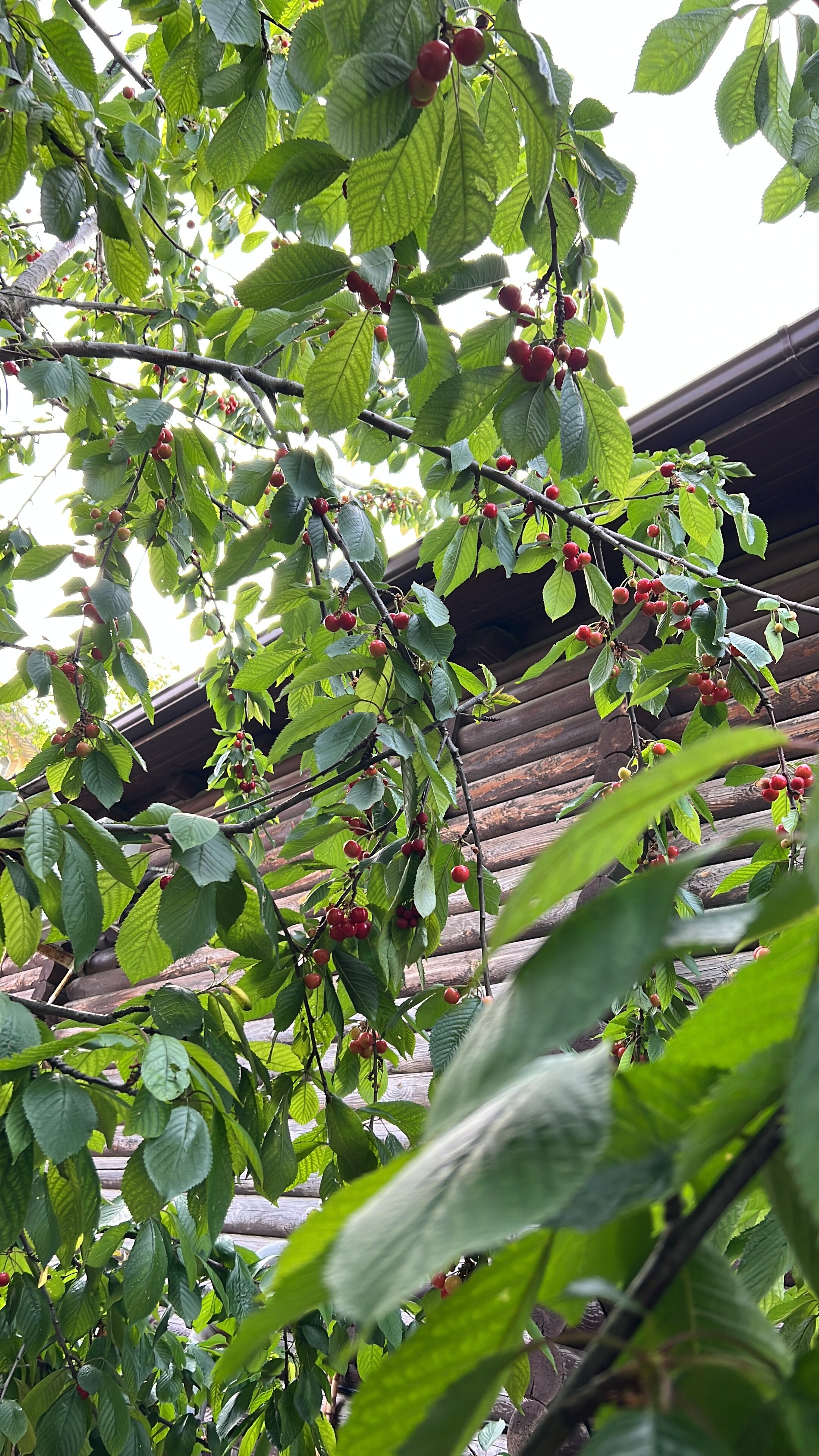 Фото Лесная быль