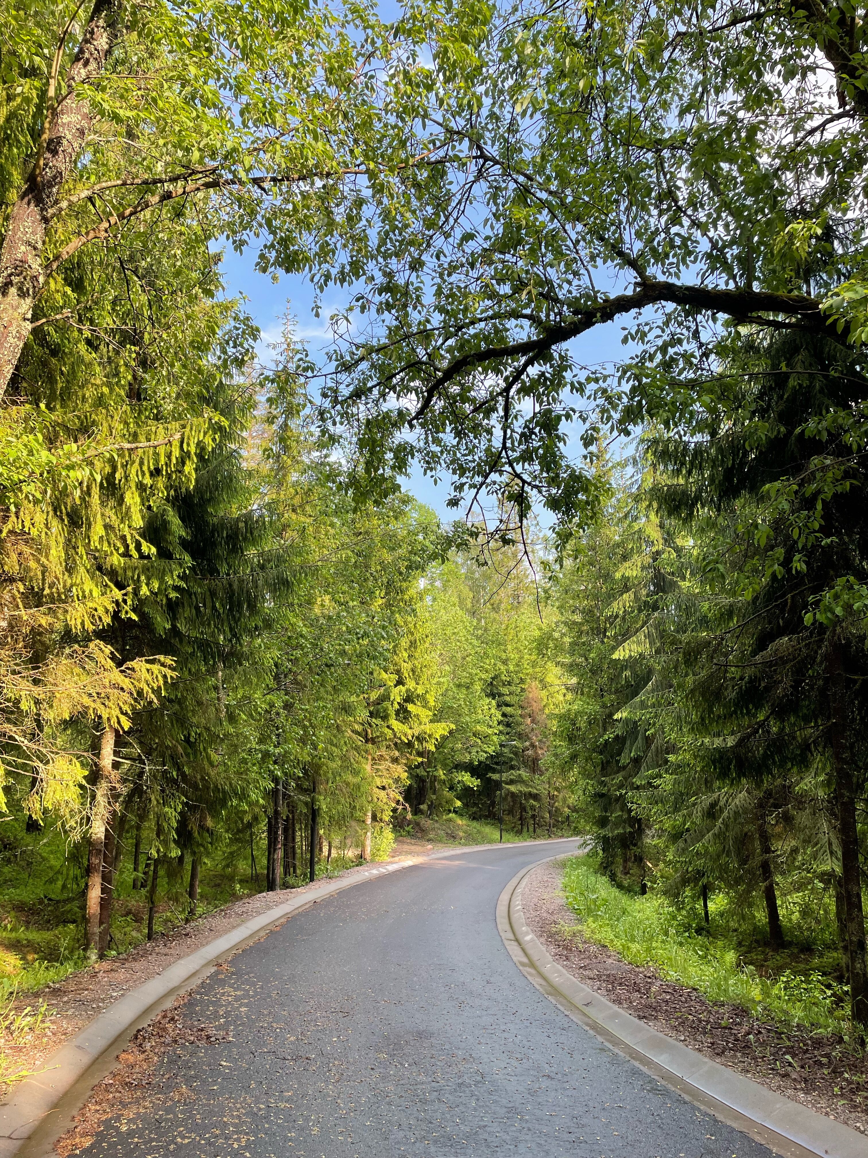 Фото Черника