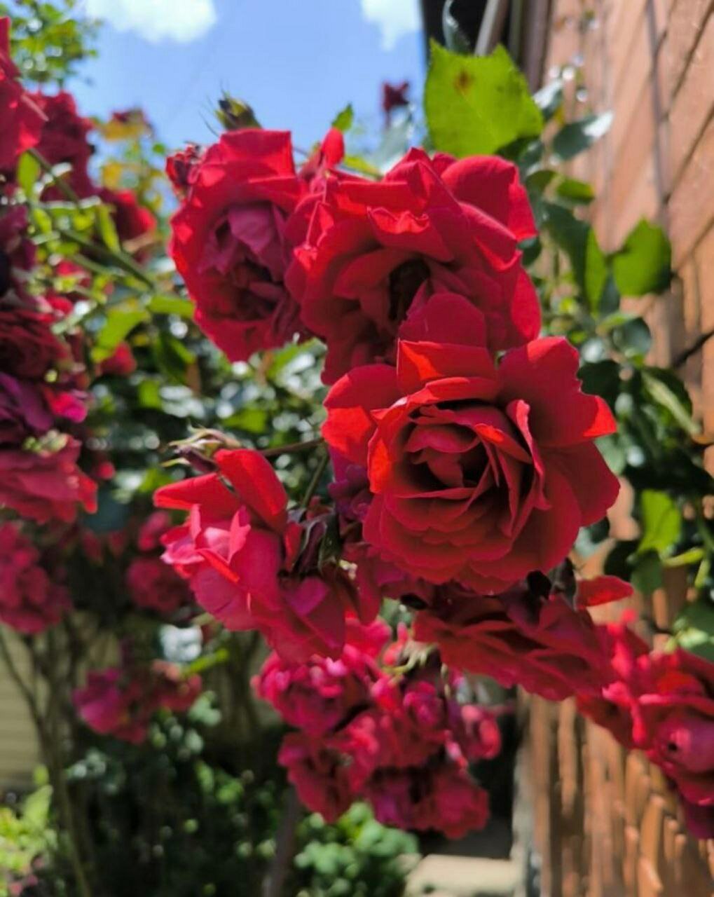 Фото Фазенда на Казачьей