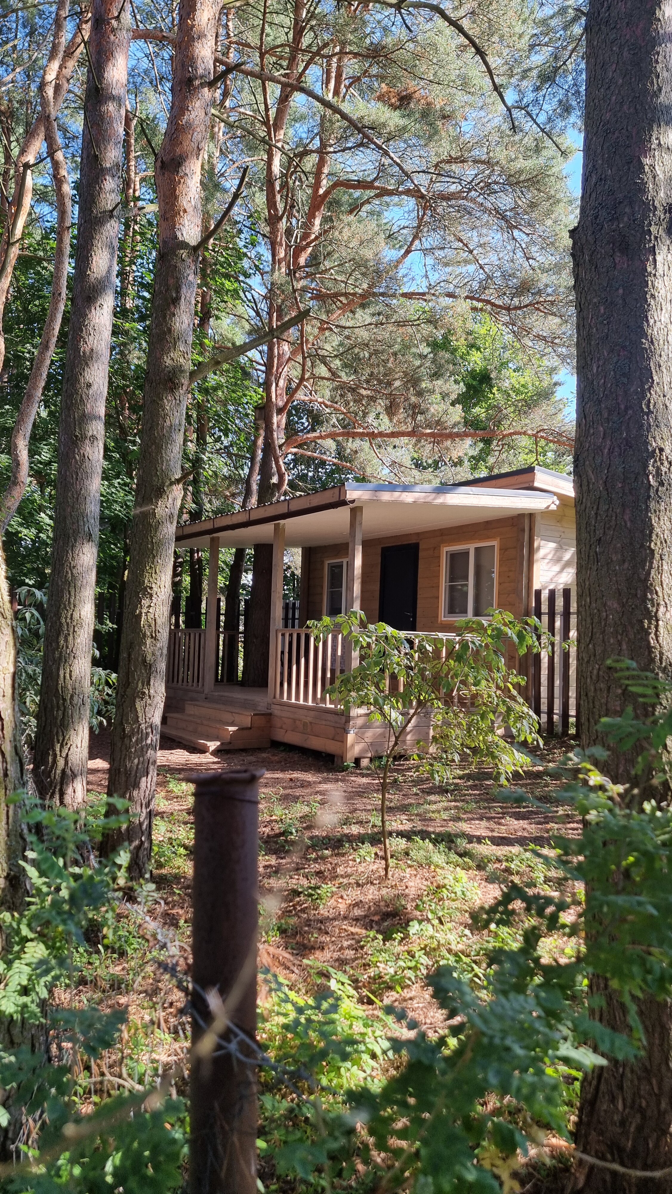 Фото Сосновый берег