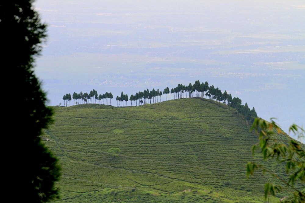 Фото Sourenee Tea Estate & Boutique Resort