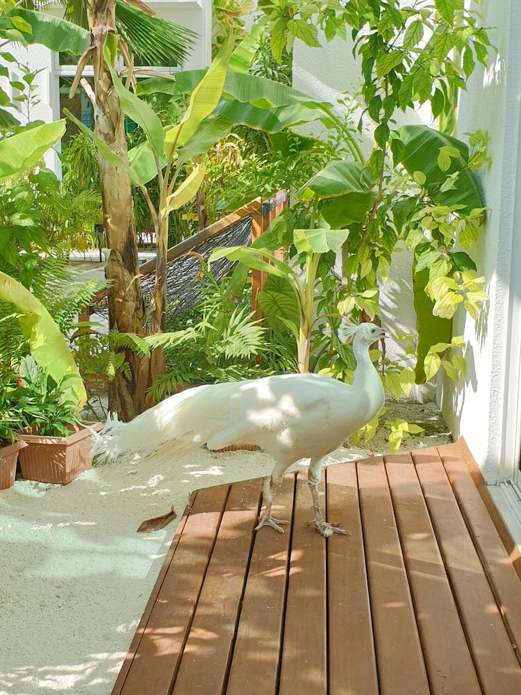 Фото Отель Perla Dhangethi