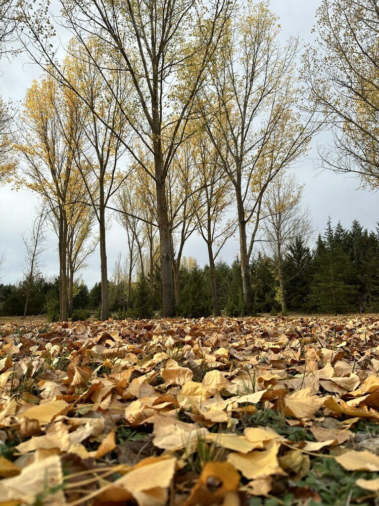 Фото Finca Paraíso Rural