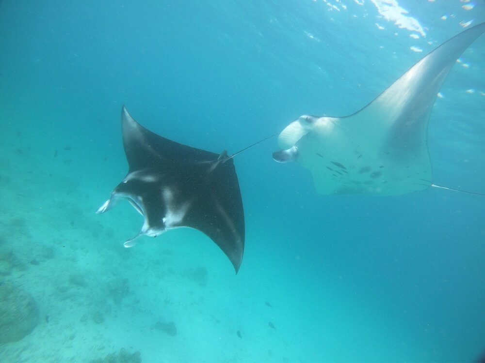 Фото South Ari Dive Center