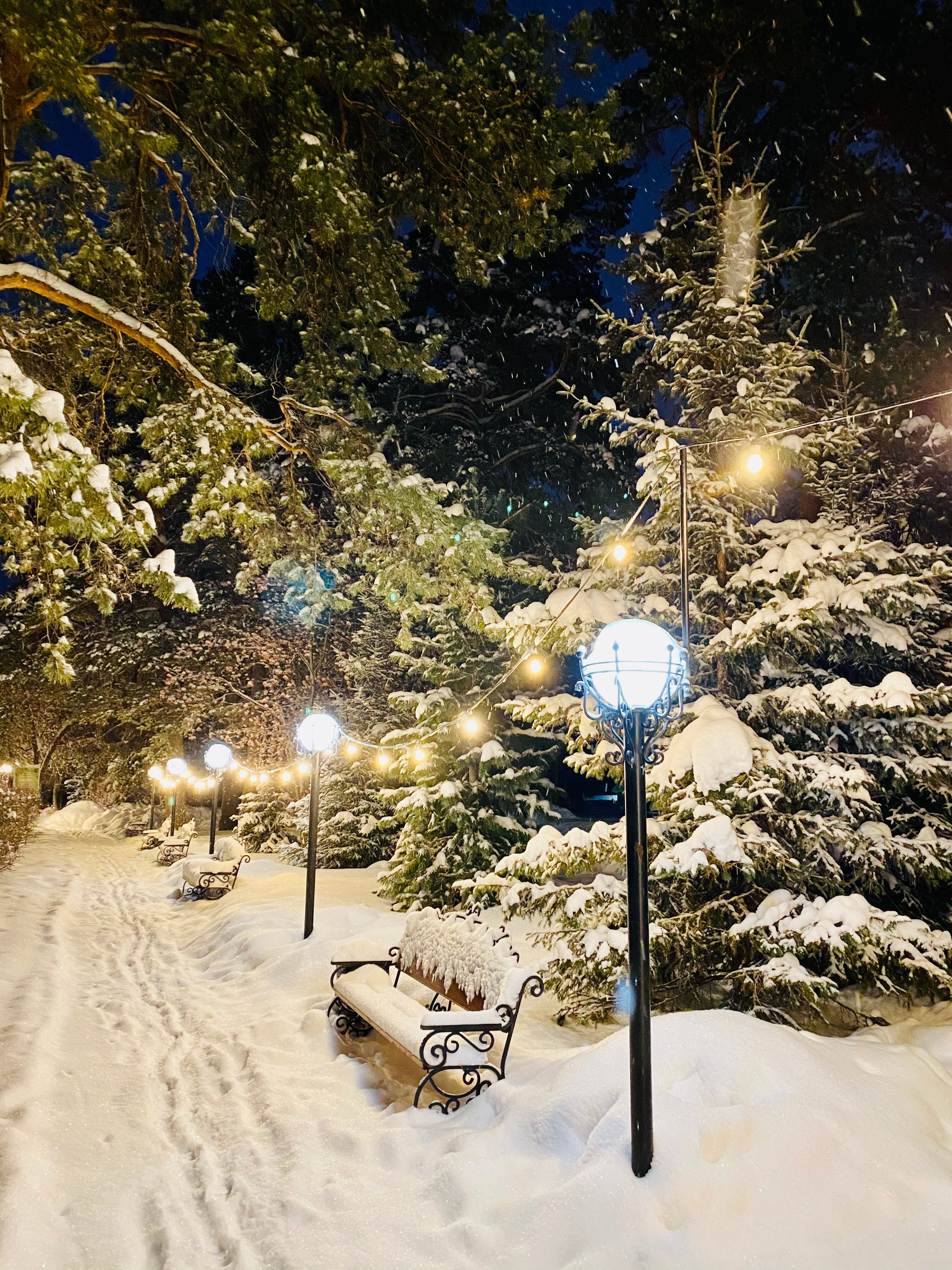 Фото Лесная сказка