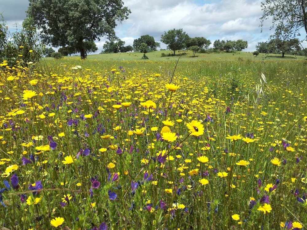 Фото Finca La Ramallosa