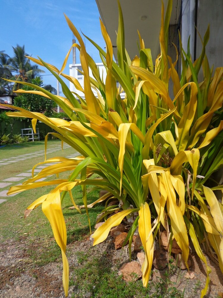 Фото Hotel Star White Negombo