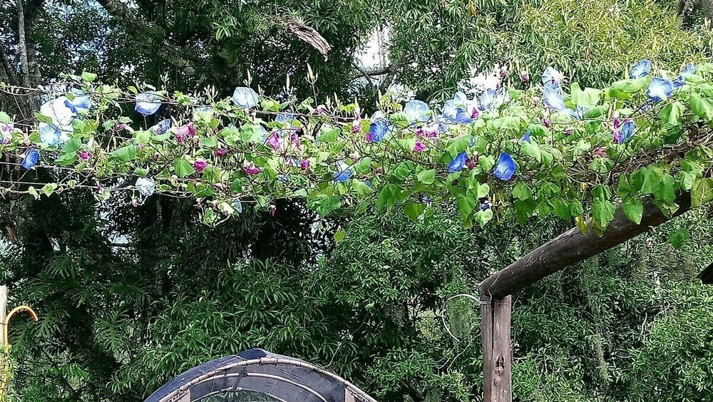 Фото Tiny House Garden - Praia Grande - Sc