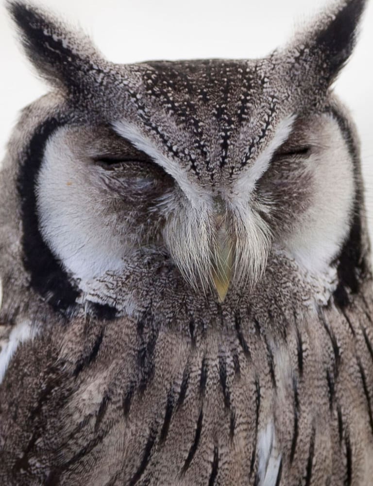 Фото 163 Klcc by Plush