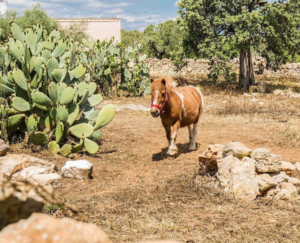 Фото Finca Agroturismo Sa Cova den Borino