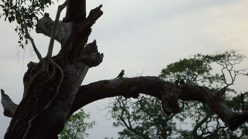 Фото Yala Big Game Drive with Heina Eco Team