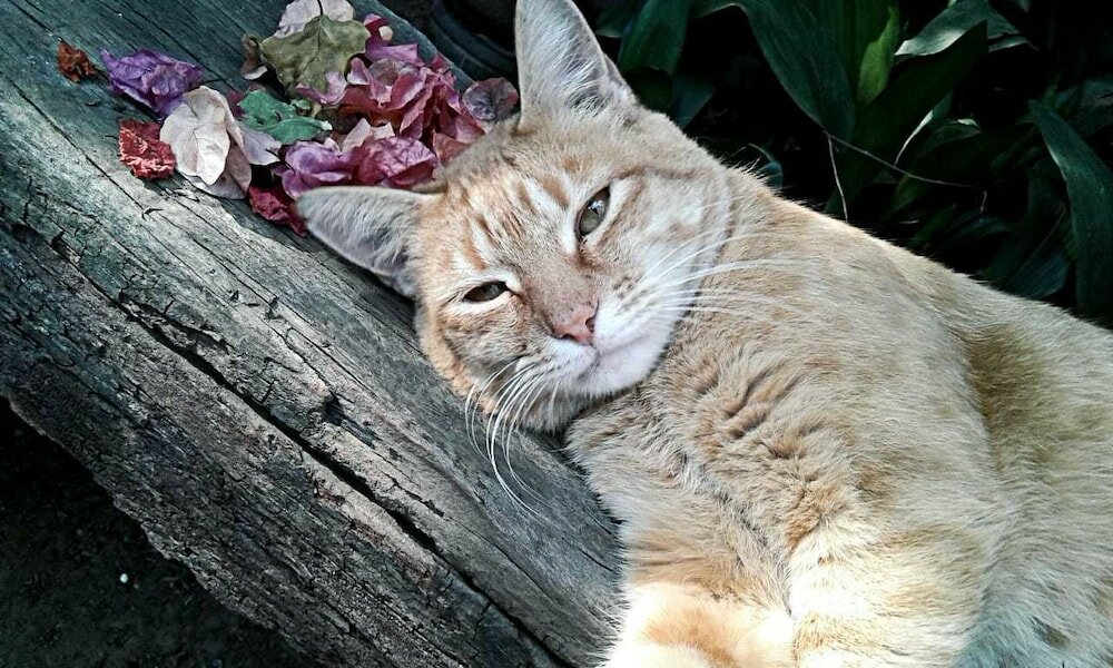 Фото Gan Eden Guest Cottage