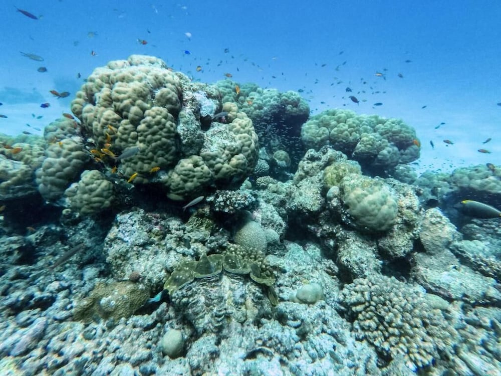 Фото One The Island