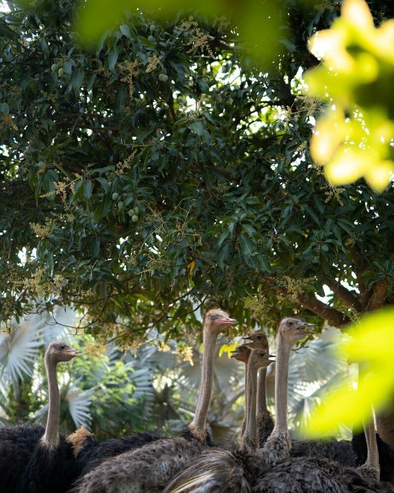 Фото Peacock Beach Resort & SPA