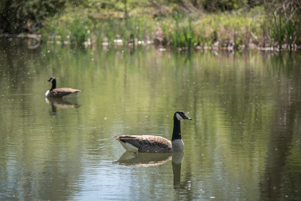 Фото Magnolia, Kingfishers