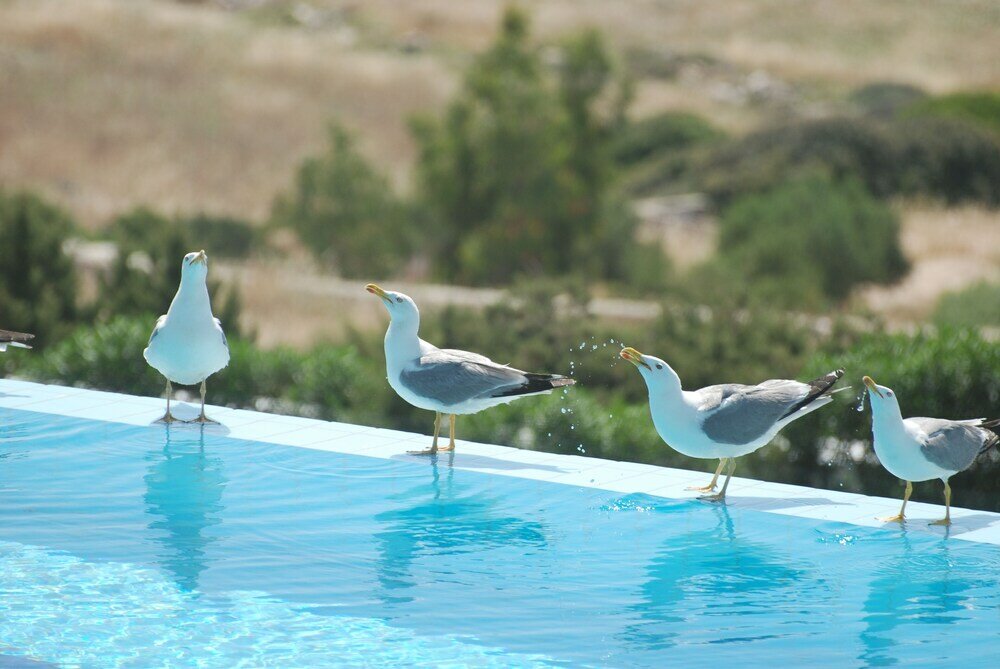 Фото Calme Boutique Hotel Paros- Adults Only