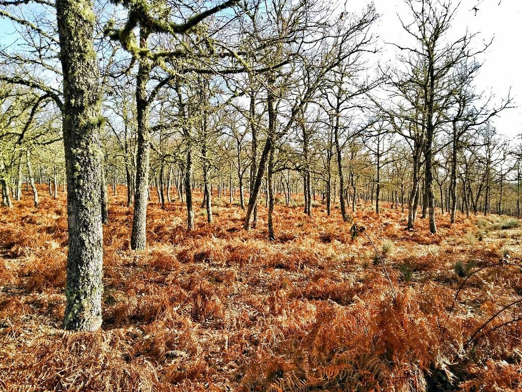 Фото Finca La Ramallosa