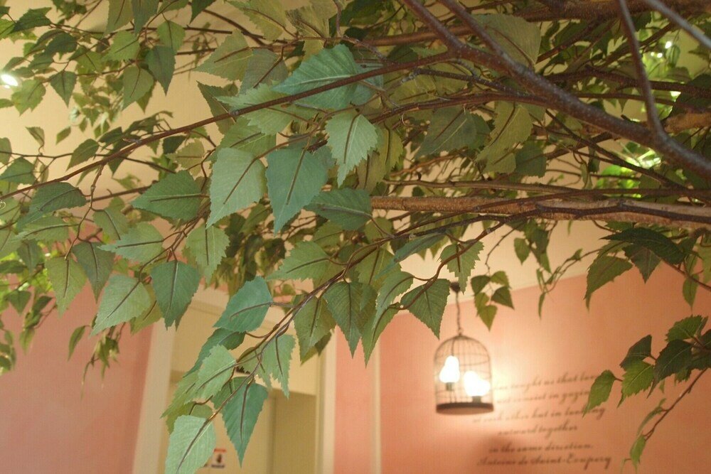 Фото Daejeon Cherry