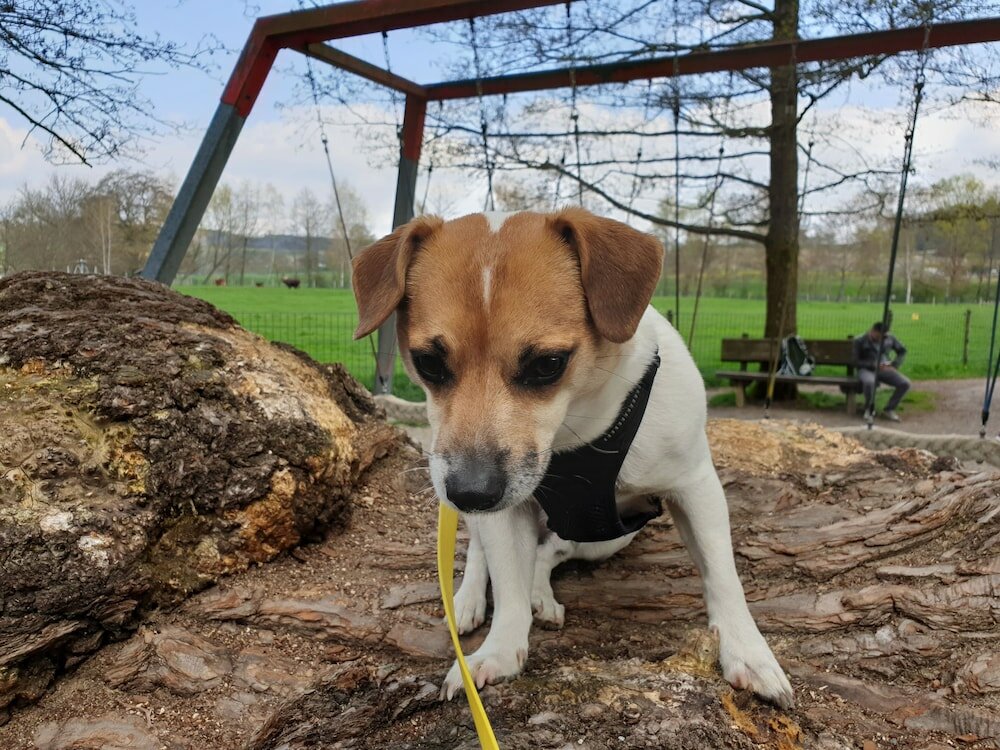 Фото Teddybärenhotel