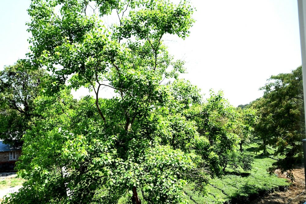 Фото Mastiff Villa Camellia - A Tea Estate Hotel