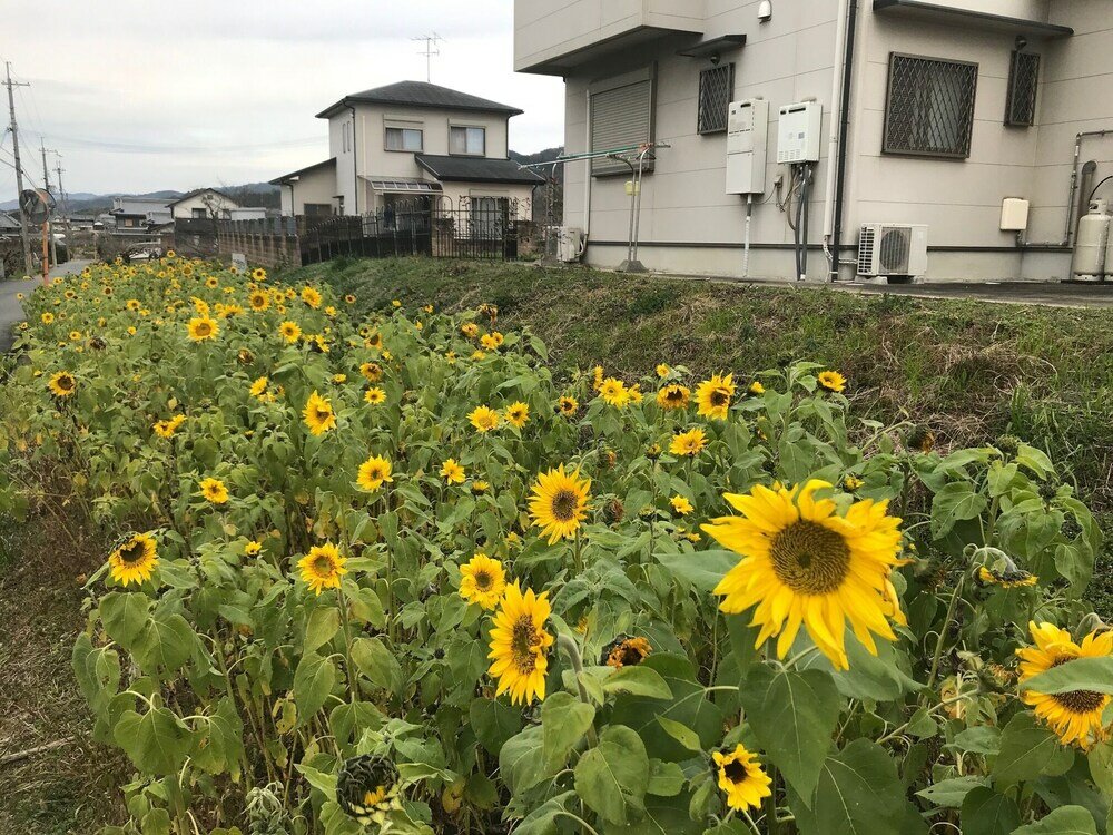 Фото Yamanobenomichi teku teku