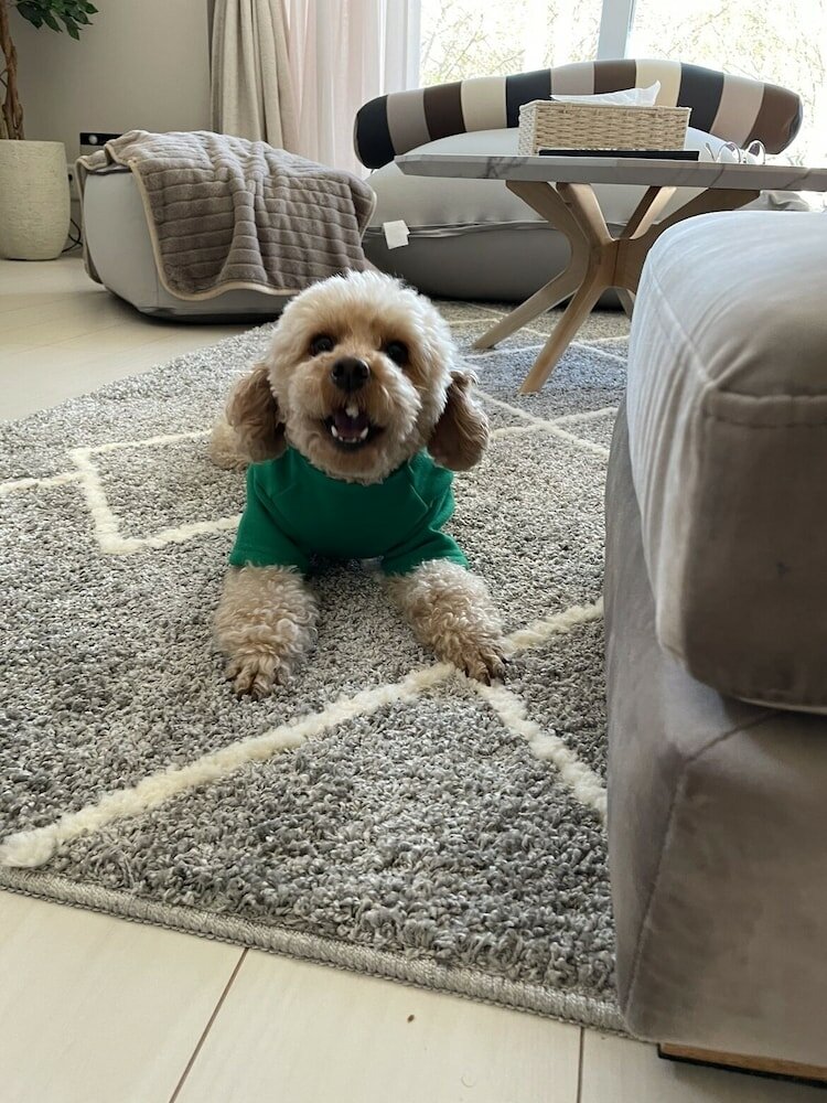 Фото Mt. Fuji koko wantyanOK sintikubessō